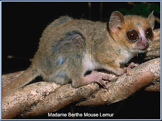 Lemur Madame Berthe Mouse