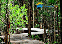 mangrove pulau karimunjawa