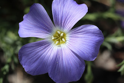 [Linaceae] Linum spp. – Blue Flax (Lino).