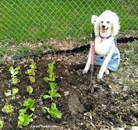 Carma Poodale the standard poodle wearing bibs and holding a hoe waiting to plant the lettuce