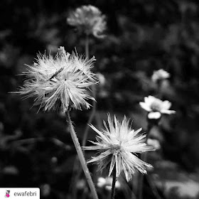 mobile photography ideas wild flower