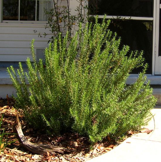 Holiday Legends of Rosemary Green'sTek