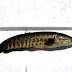 Gozar Fish