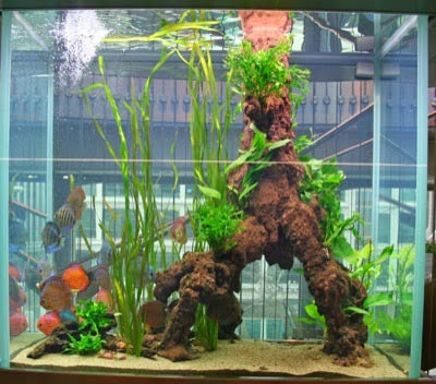 Imperial Buskruit Emulatie La vie de mon aquarium: Installation des racines