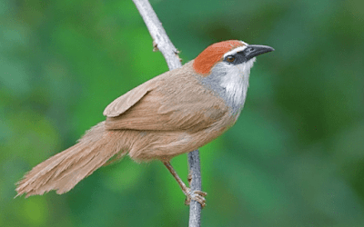 Daftar Harga Burung Kaso Kaso Atau Kidangan Terbaru Ketika Ini