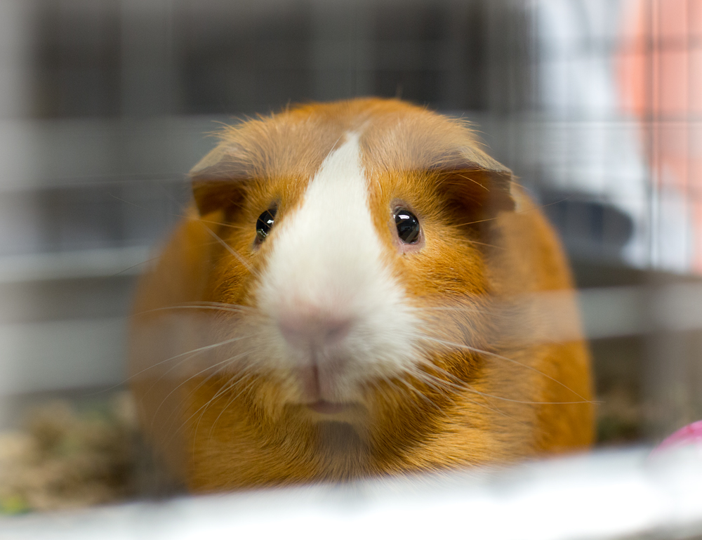 Shelter Dogs of Portland " ORANGE JULIA" (and sisters) cute Guinea Pigs