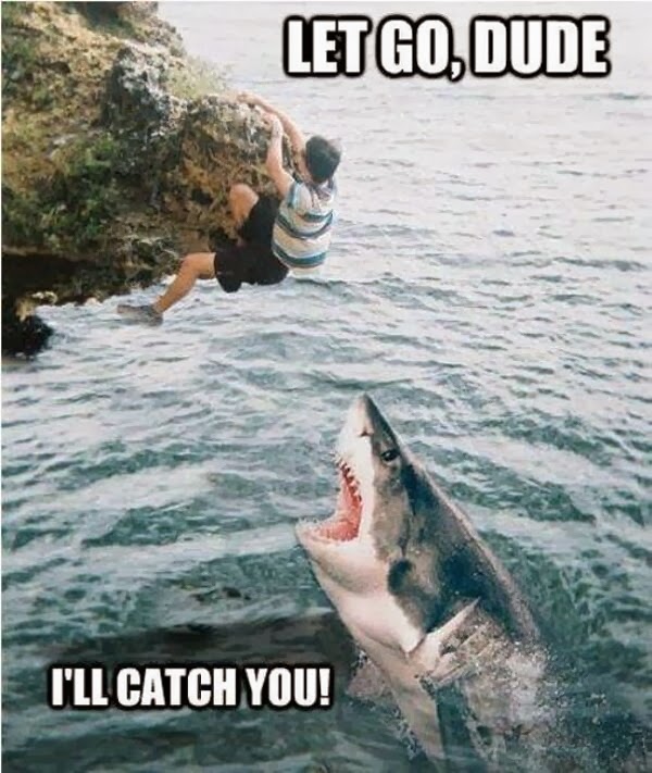 30 Funny animal captions - part 19 (30 pics), shark picture, shark meme, let go dude i'll catch you