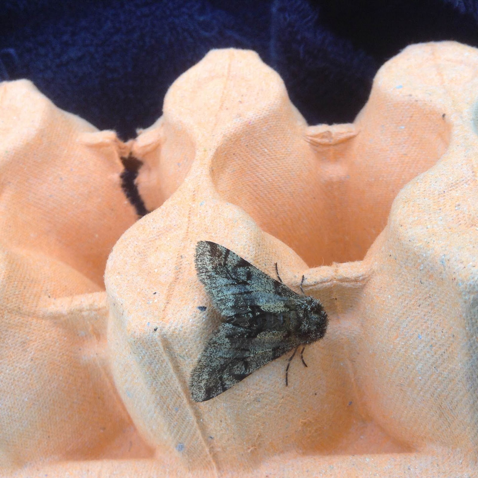 Martin's Moths Shivery nights; fur coats helpful