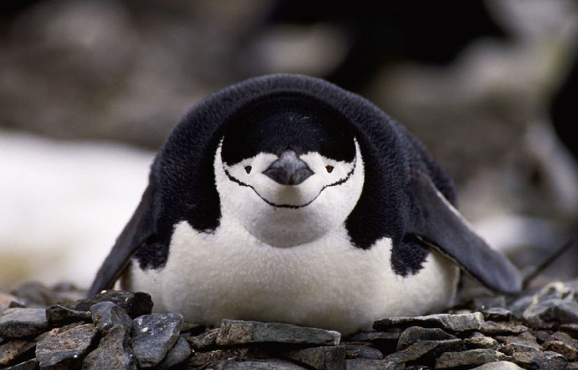 Info-Junction Blog: Chinstrap Penguin