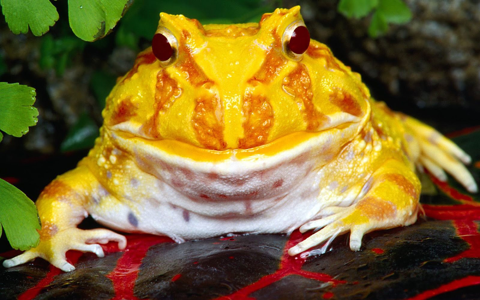 огненная саламандра мимикрия. жаба арт. царевна лягушка сжег кожу. улица сезам элмо в огне. огненная жаба.