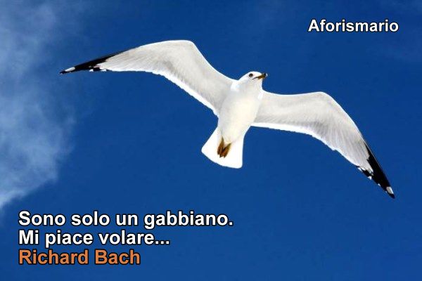 Frasi Da Il Gabbiano Jonathan Livingston - il gabbiano jonathan livingston frasi pi 249 Frasi Da Il Gabbiano Jonathan Livingston - il gabbiano jonathan livingston frasi pi 249