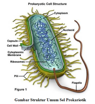 MAKE BIOLOGY FUN: SEL PROKARIOTIK DAN EUKARIOTIK