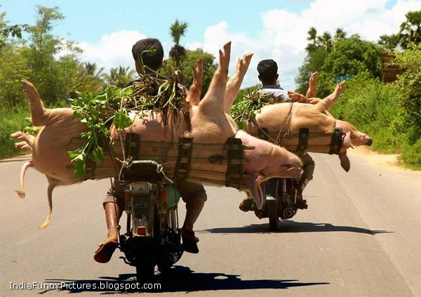 Bilderesultat for happens only in india