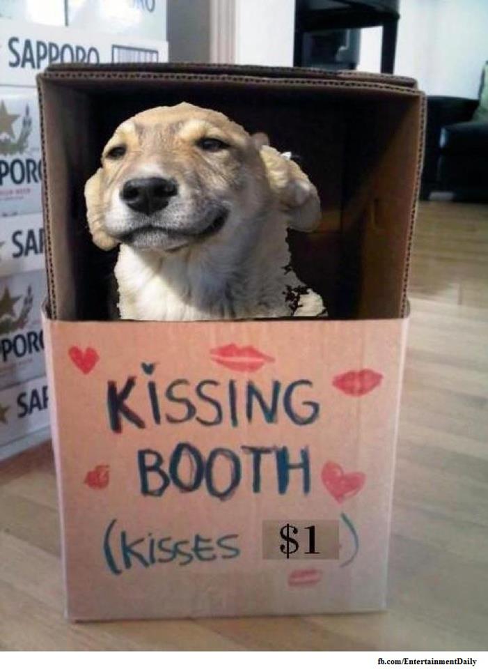 Daily Dose Of Cuteness Dog Kissing Booth