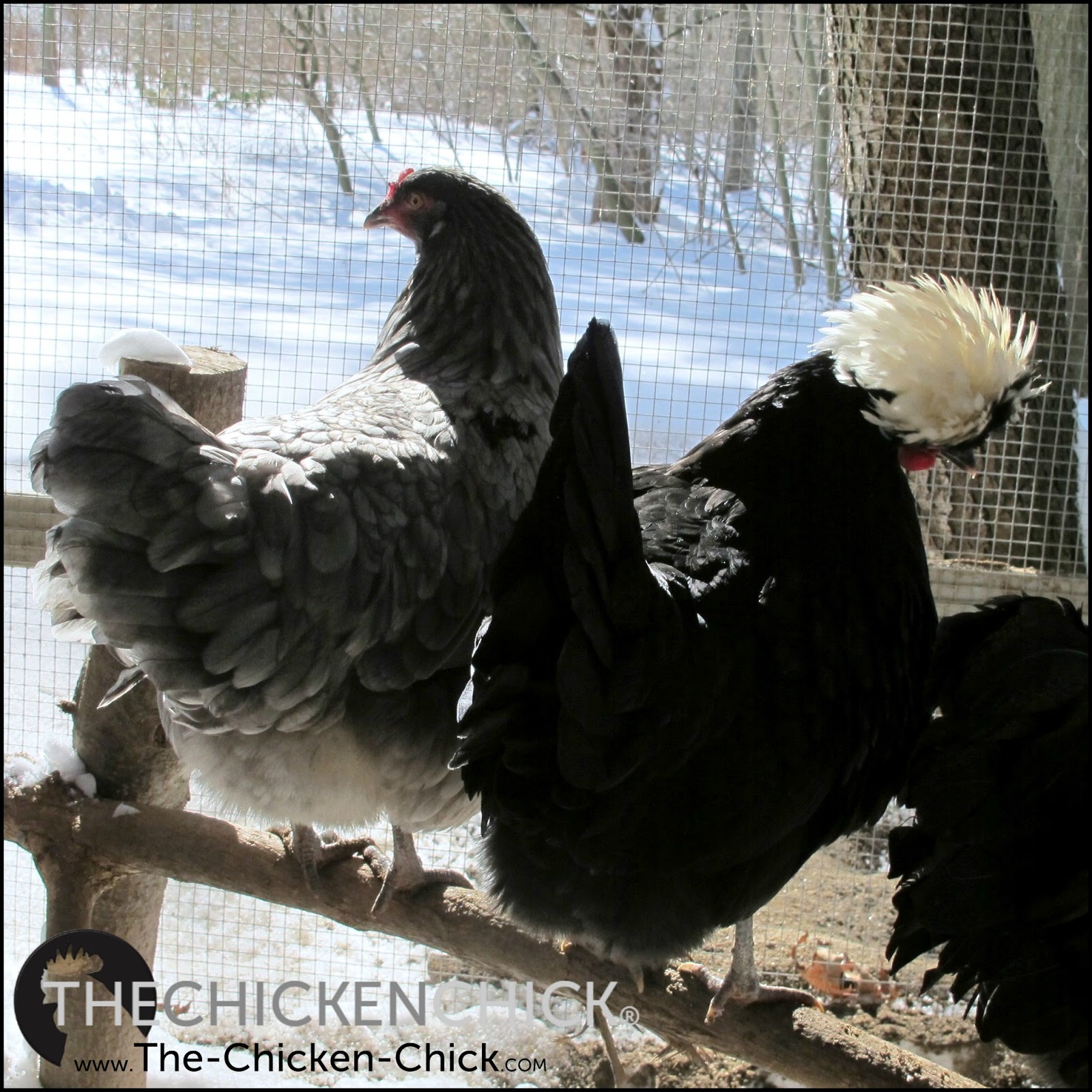 The Chicken Chick® Caring for Broody Hens in Extreme Cold