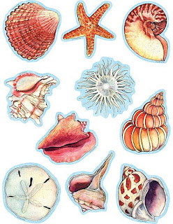 conchas del mar