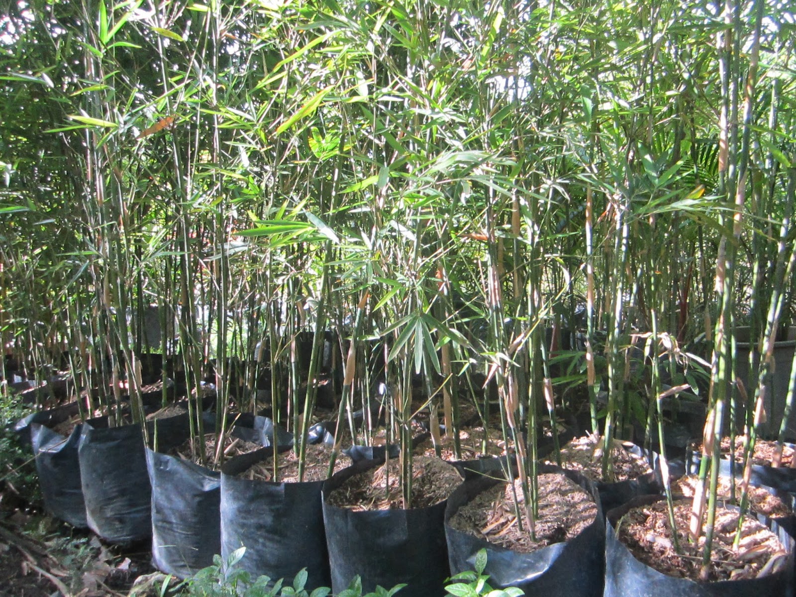 Ornamental Plants For Sale Bamboo For Sale