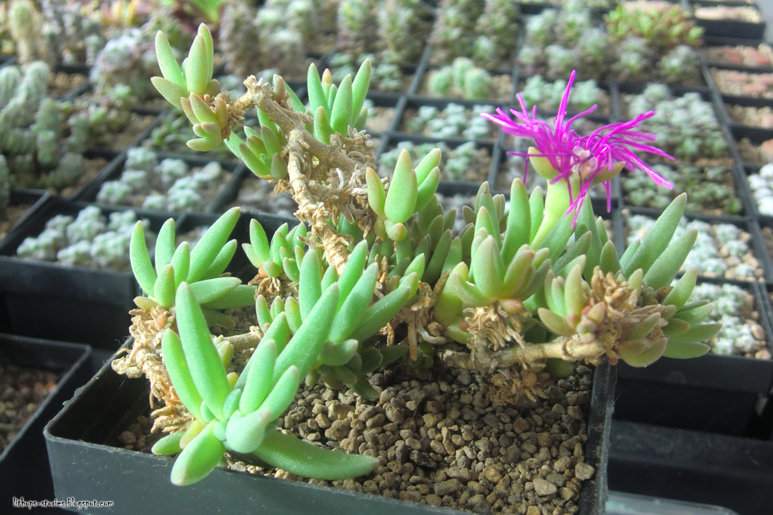 Lithops Stories Delosperma�s radical pruning (13 pics)