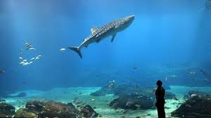 akuarium terbesar di dunia4