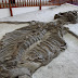#829 El Fossil, Villa de Leyva, Colombia