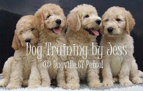 Dog Training @ Dayville,CT  Petco