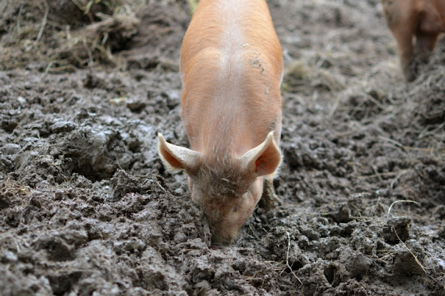 The Lost Gardens of Heligan in Cornwall piglets