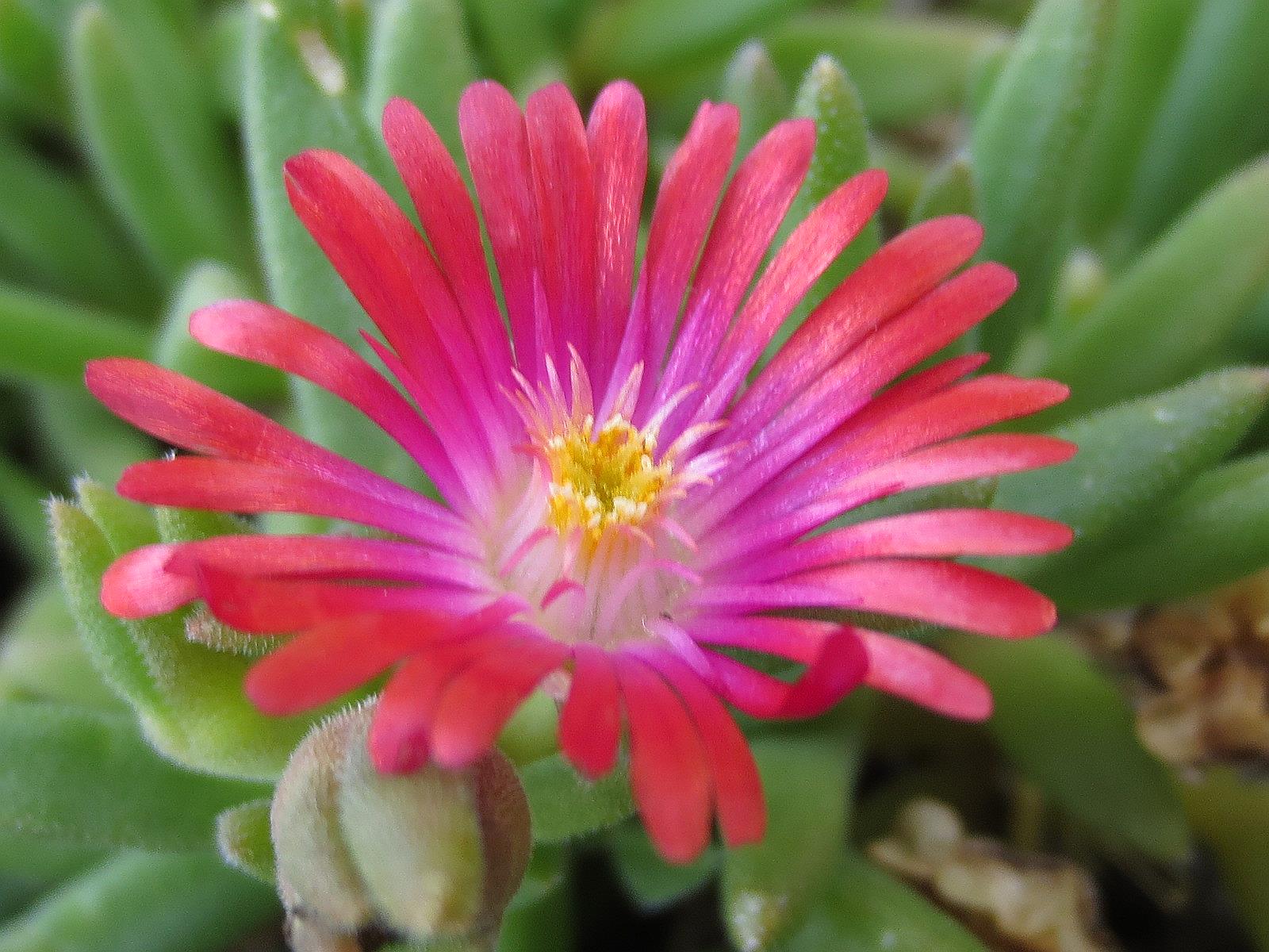 Tropical Texana ICE PLANT FOR THE HOTTEST SPOT IN MY GARDEN