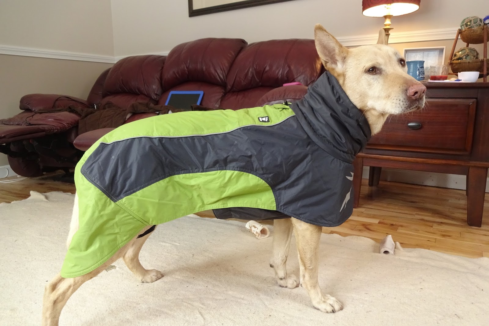 ZoePhee Ultimate Warmer Dog Coat By Hurtta Review!