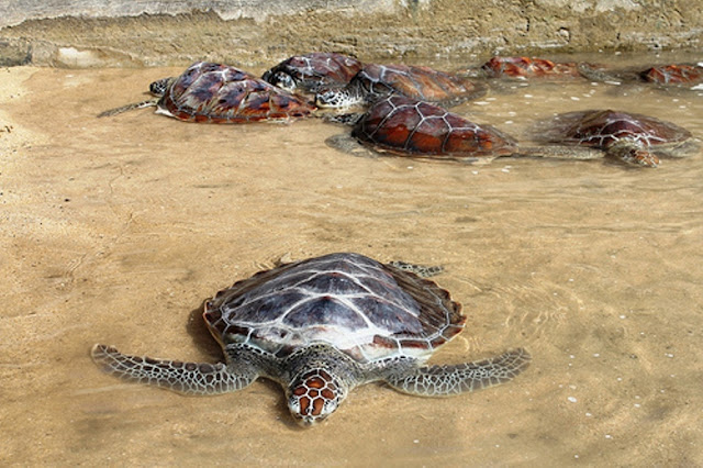 pulau penyu tanjung benoa