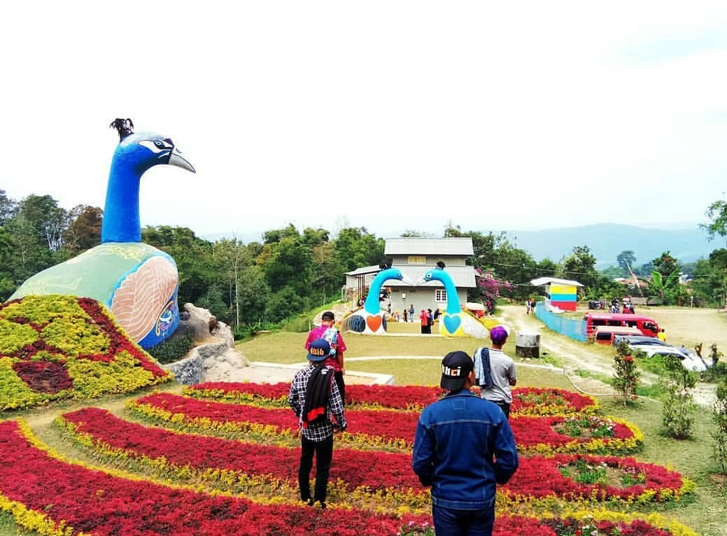 grantnsaipan: Taman Bunga Celosia Muara Enim