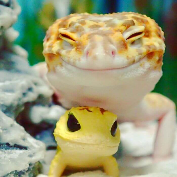 This Adorable, Smiling Gecko Will Definitely Make Your Day