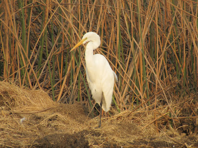 Colusa National Wildlife Refuge California birding hotspot