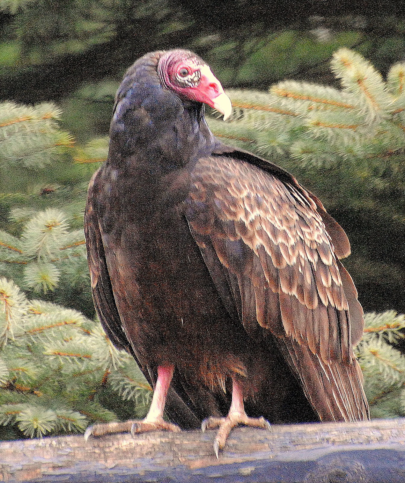 BARRY the BIRDER Turkey Vultures