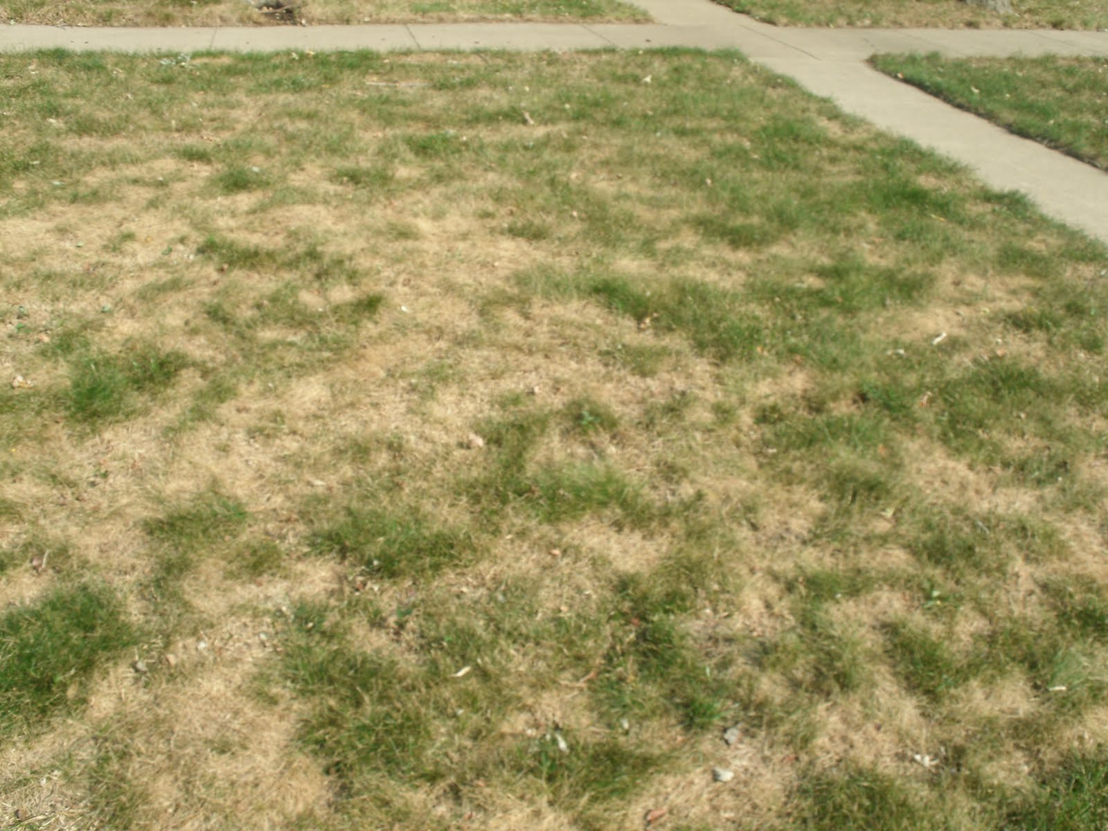 Charlestons on the Go Dry Grass Here