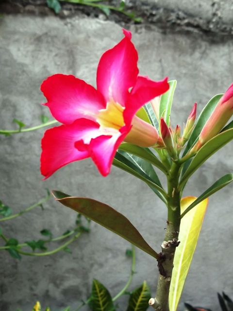 The Episodic Gardener