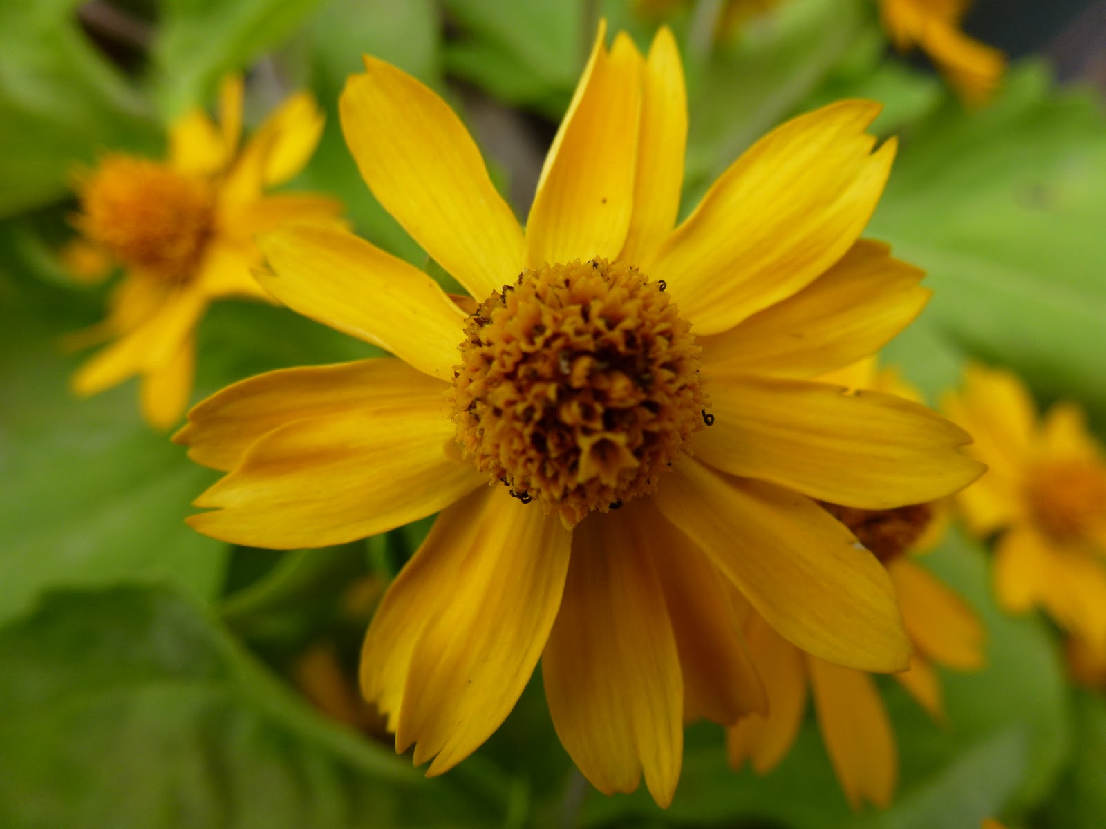 Greenfingers: Bunga Daisy, Bunga Butang