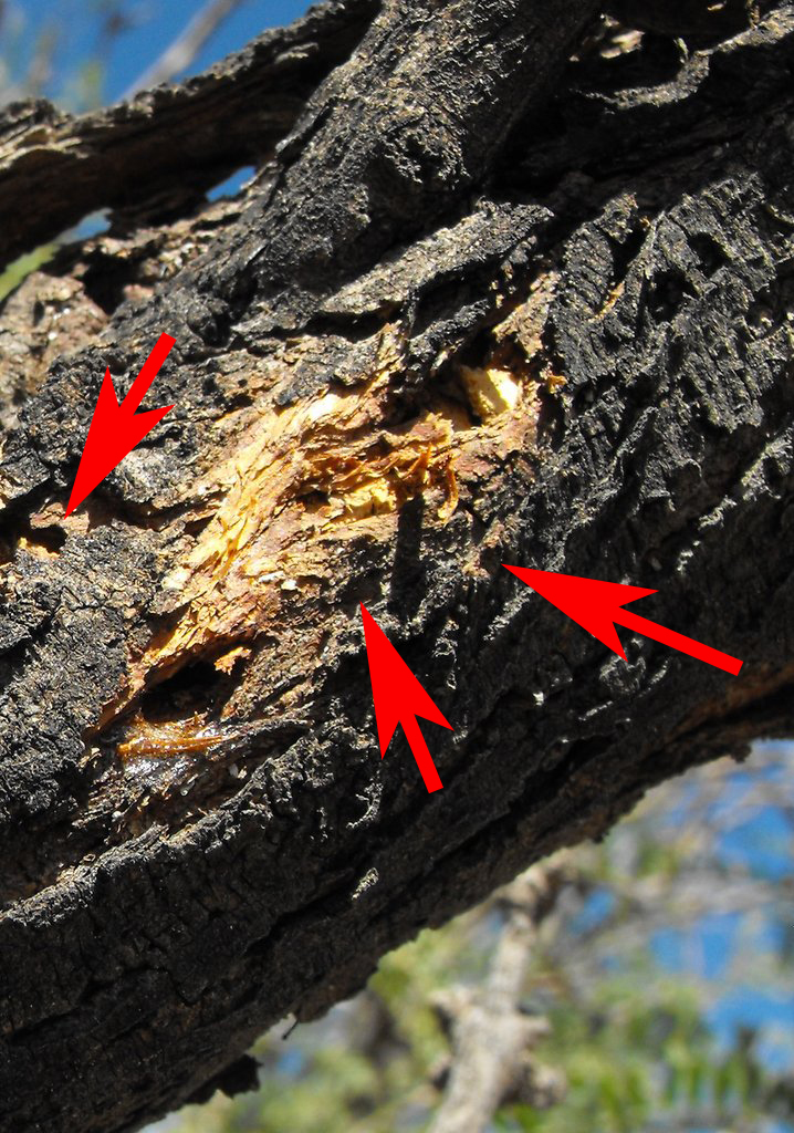 Crooked Beak 2. Quest for the Honey Mesquite Borer