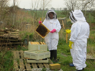 first hive inspection 2016