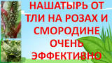 1:55 / 6:53 Выключить звук НАШАТЫРНЫЙ СПИРТ  и СОДА ОТ ТЛИ НА РОЗАХ,   СМОРОДИНЕ ,КАЛИНЕ,ЯБЛОНИ.