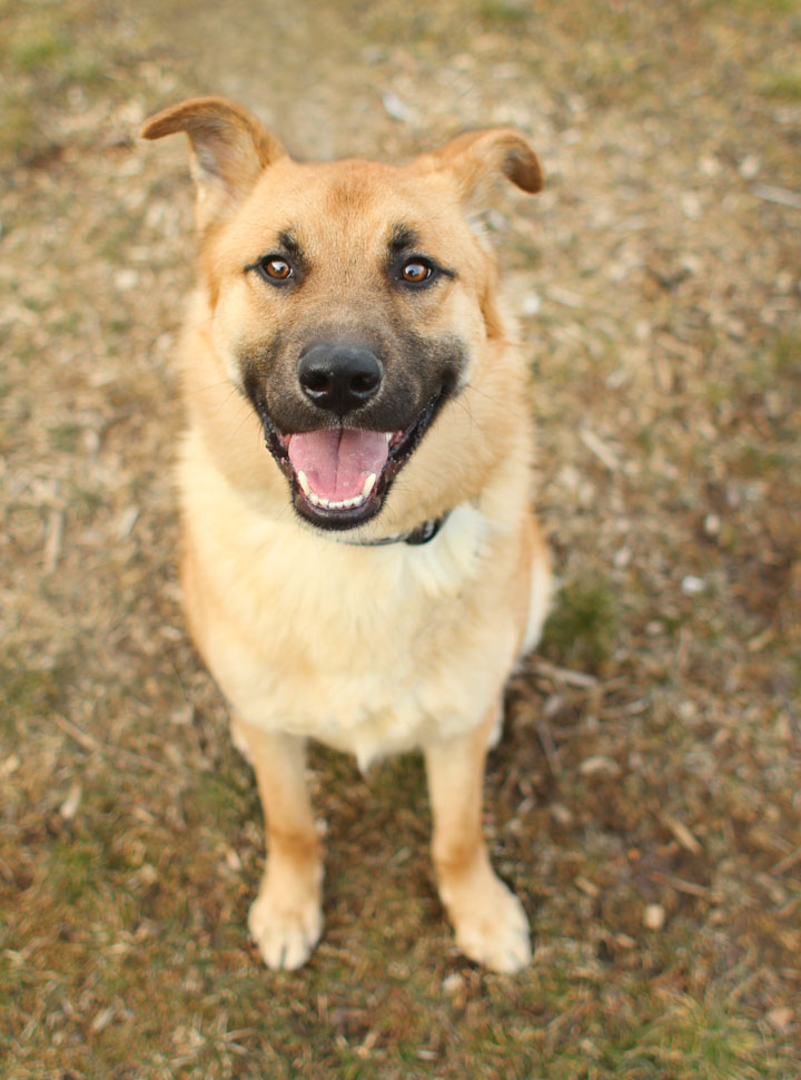 Boomer German Shepherd mix