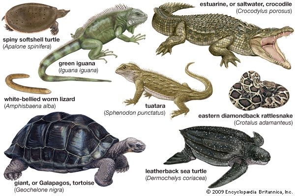 Reptiles reptiles