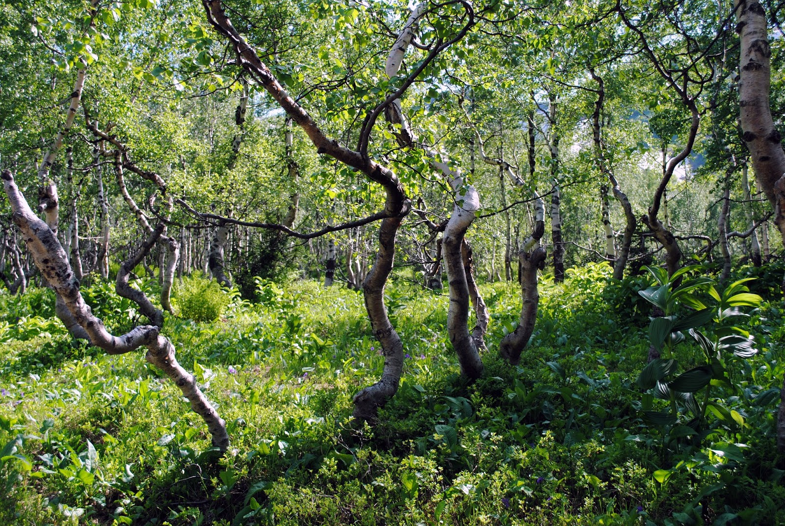 Боровое казахстан танцующие березы