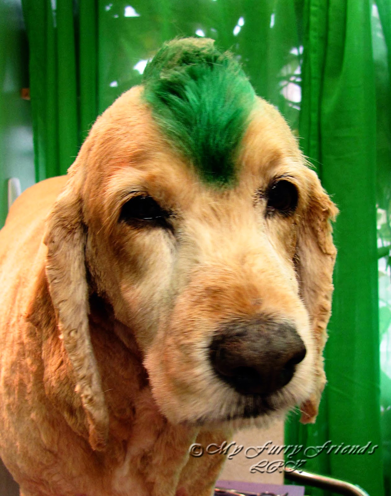 Pet Grooming The Good, The Bad, & The Furry Many Colored Mohawks