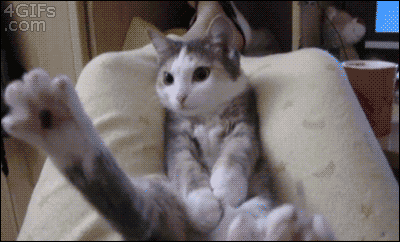 Funny cats - part 83 (40 pics + 10 gifs), cat gifs, cat falls from human lap