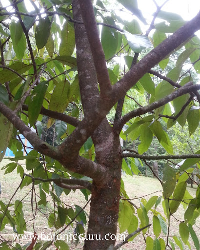 Maingaya malayana trunk