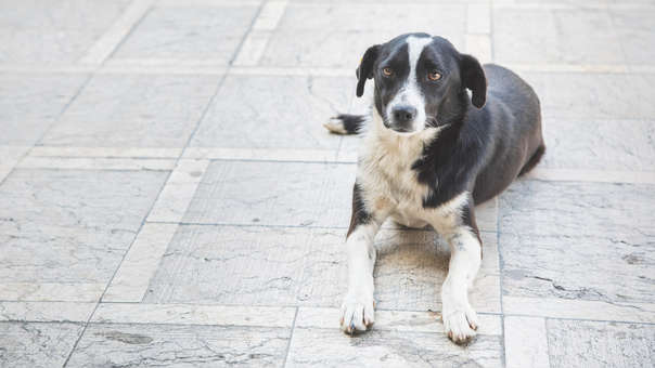 Perritos En Adopcion En Zacatlan Hola Zacatlan Entretenimiento Guia De Ciudad Trends Y News