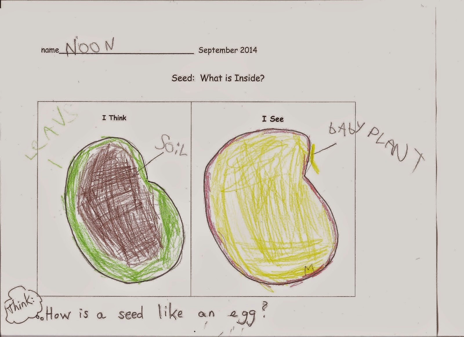 Ecorama: What's inside of a seed?