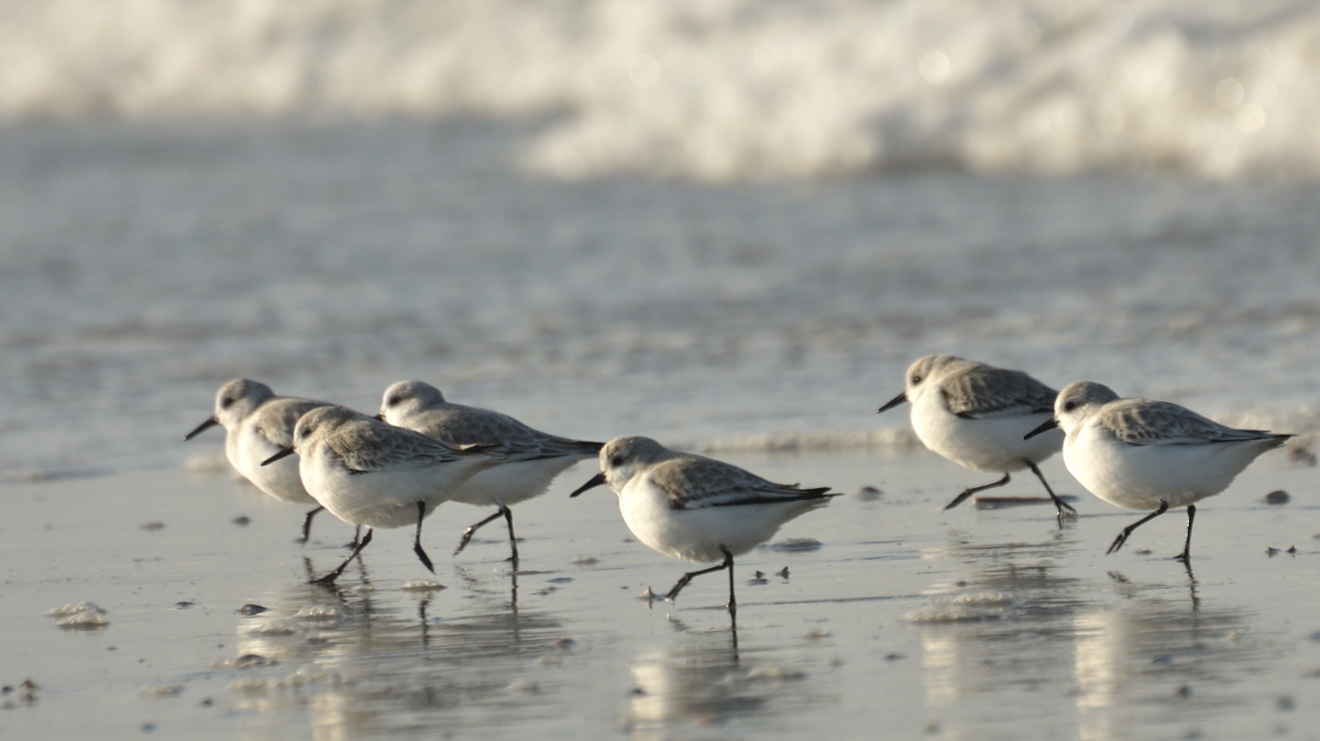 Arné Roest Natuurfotografie: Beste foto's 2011 (deel 2)