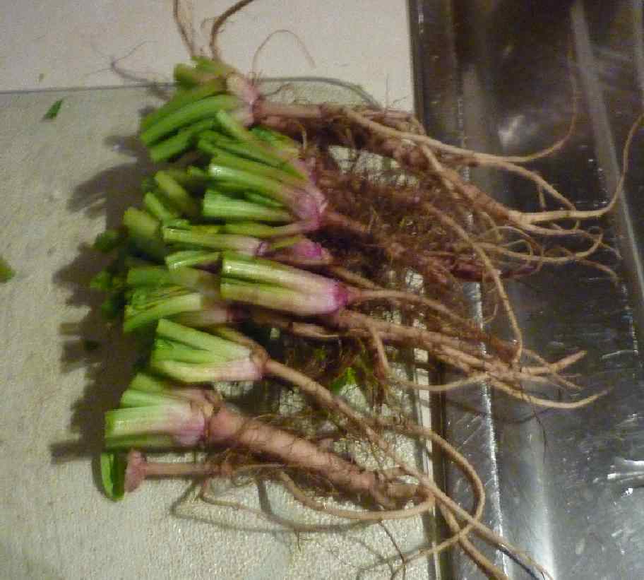 Simpleliving ReGrow Spinach from Spinach Roots