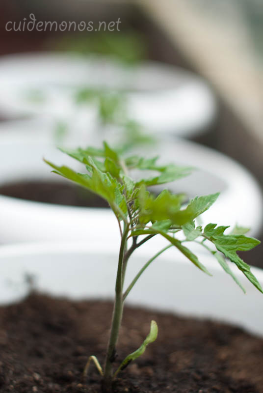 como hacer un macetohuerto